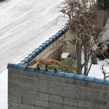やりたい放題の「アーバン・キタキツネ」