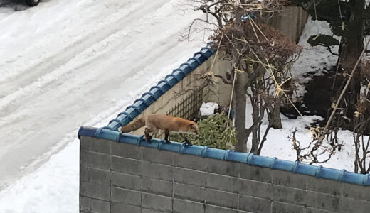 どこから登った？ 近所をうろつく「やりたい放題」のキタキツネを撮ってしまった！