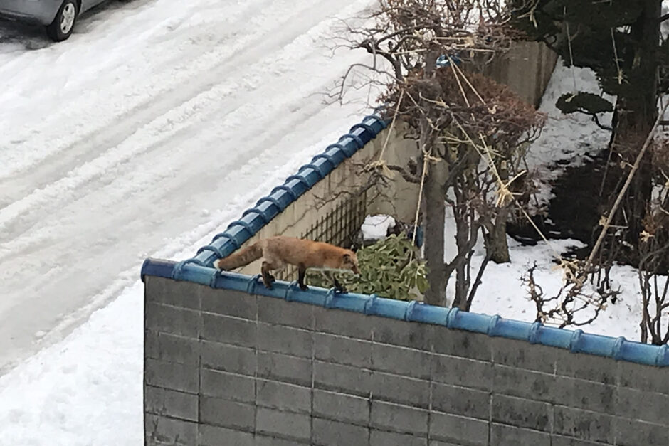 やりたい放題の「アーバン・キタキツネ」