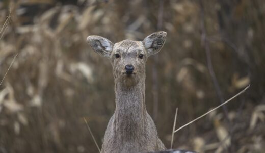 北海道根室市で撮られた「野犬の群れがエゾシカ襲撃」との映像が衝撃的！