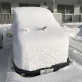 大雪に埋もれて「雪だるま」になったコカングーさん！